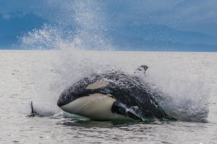 "Catch of the day" Whale-watching, Icy strait point, Hoonah  - Photo 1 of 20